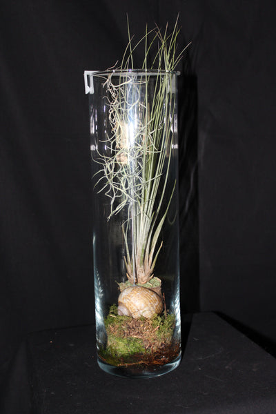 Luchtplant – Plante aérienne - Airplant – Tillandsia hangend in schelp in glazen koker / suspendu en coquille dans un tube de verre