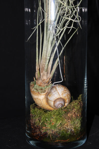 Luchtplant – Plante aérienne - Airplant – Tillandsia hangend in schelp in glazen koker / suspendu en coquille dans un tube de verre