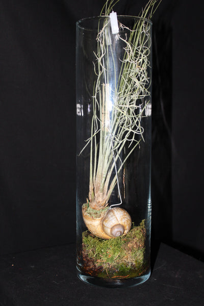 Luchtplant – Plante aérienne - Airplant – Tillandsia hangend in schelp in glazen koker / suspendu en coquille dans un tube de verre