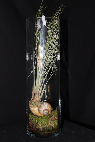 Luchtplant – Plante aérienne - Airplant – Tillandsia hangend in schelp in glazen koker / suspendu en coquille dans un tube de verre