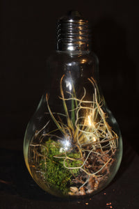 Luchtplant – Plante aérienne - Airplant – Tillandsia in glazen terrarium (lamp) / dans un terrarium en verre (lampe)