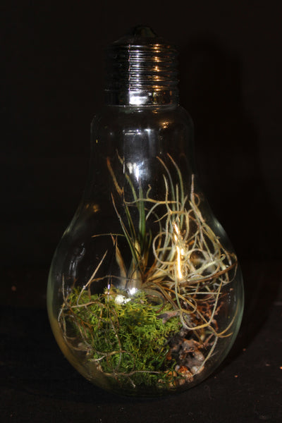 Luchtplant – Plante aérienne - Airplant – Tillandsia in glazen terrarium (lamp) / dans un terrarium en verre (lampe)