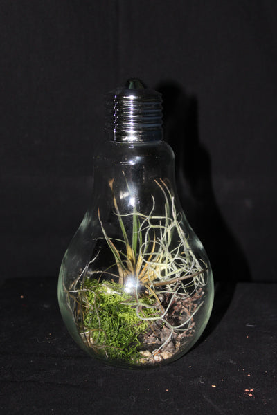 Luchtplant – Plante aérienne - Airplant – Tillandsia in glazen terrarium (lamp) / dans un terrarium en verre (lampe)