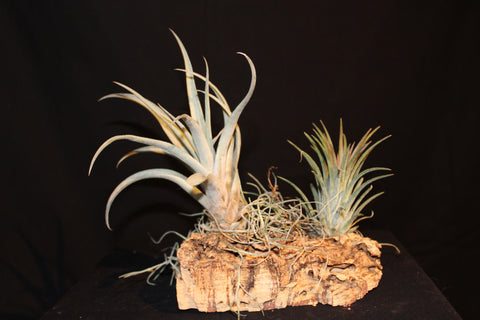 Luchtplant – Plante aérienne - Airplant – Tillandsia op kurk (2f) / sur tronc de liège