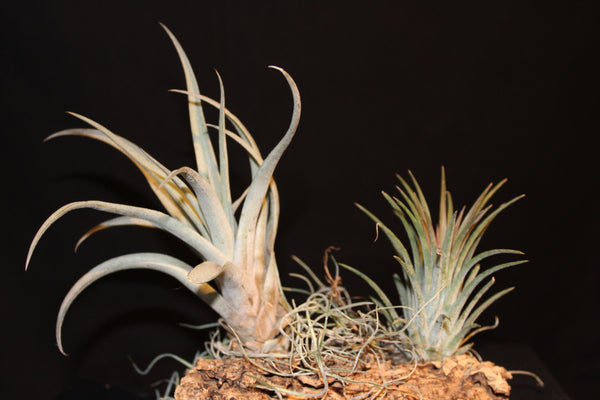 Luchtplant – Plante aérienne - Airplant – Tillandsia op kurk (2f) / sur tronc de liège