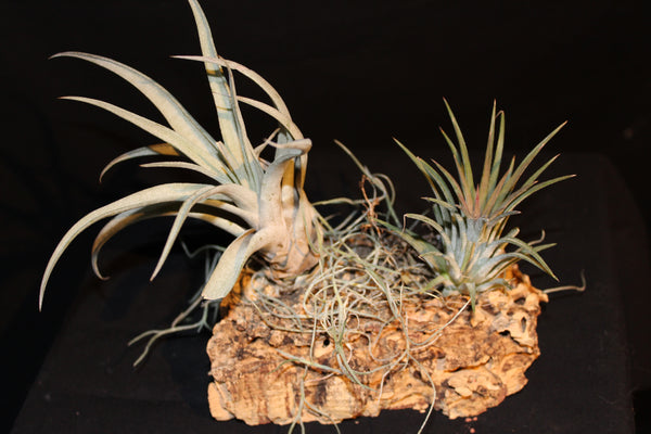 Luchtplant – Plante aérienne - Airplant – Tillandsia op kurk (2f) / sur tronc de liège