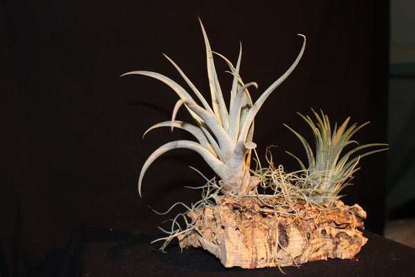 Luchtplant – Plante aérienne - Airplant – Tillandsia op kurk (2f) / sur tronc de liège