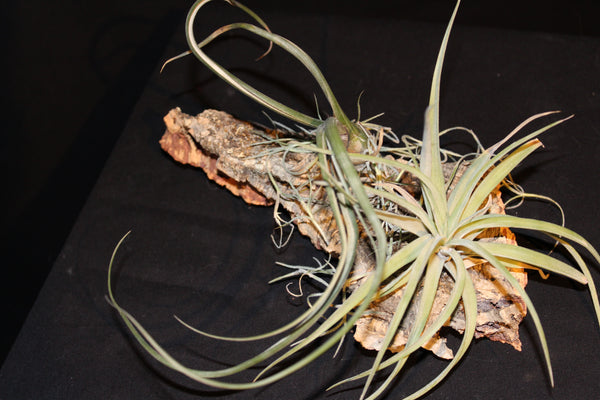 Luchtplant – Plante aérienne - Airplant – Tillandsia op kurk (2d) / sur tronc de liège