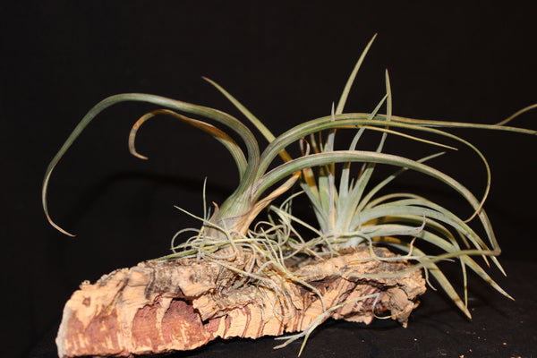 Luchtplant – Plante aérienne - Airplant – Tillandsia op kurk (2d) / sur tronc de liège