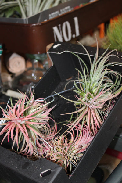 MIX Luchtplant – Plante aérienne - Airplant – Tillandsia