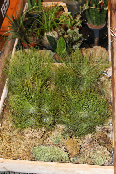 MIX Luchtplant – Plante aérienne - Airplant – Tillandsia