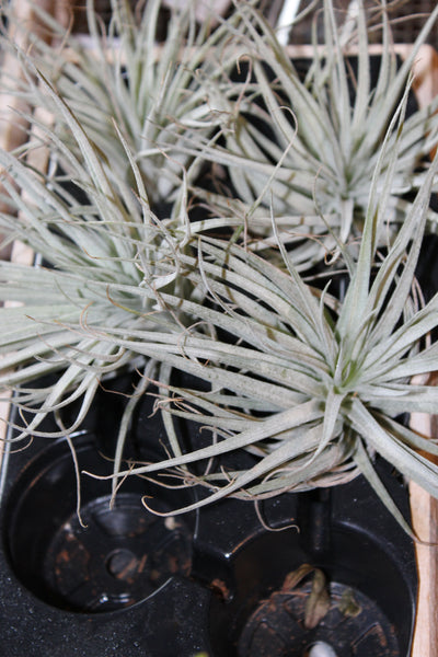 MIX Luchtplant – Plante aérienne - Airplant – Tillandsia