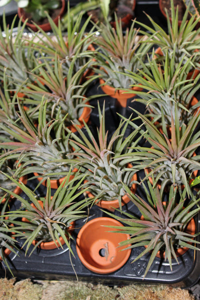 MIX Luchtplant – Plante aérienne - Airplant – Tillandsia