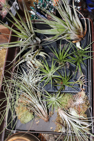 MIX Luchtplant – Plante aérienne - Airplant – Tillandsia