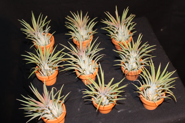 MIX Luchtplant – Plante aérienne - Airplant – Tillandsia