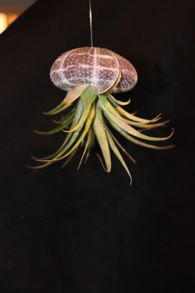 Medusa / Jellyfish Luchtplant – Airplant – Tillandsia - Plante aérienne