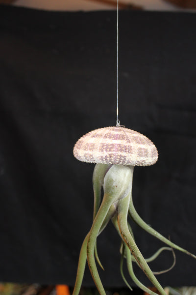 Medusa / Jellyfish Luchtplant – Airplant – Tillandsia - Plante aérienne